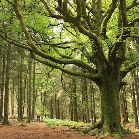 foret de broceliande